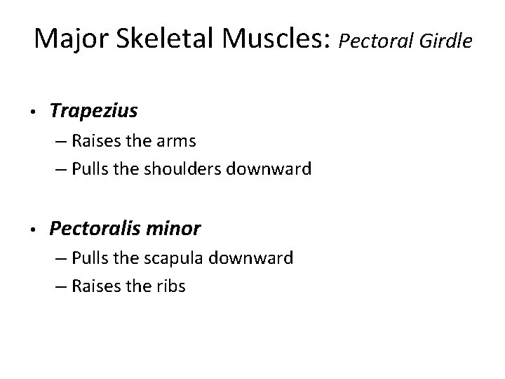 Major Skeletal Muscles: Pectoral Girdle • Trapezius – Raises the arms – Pulls the