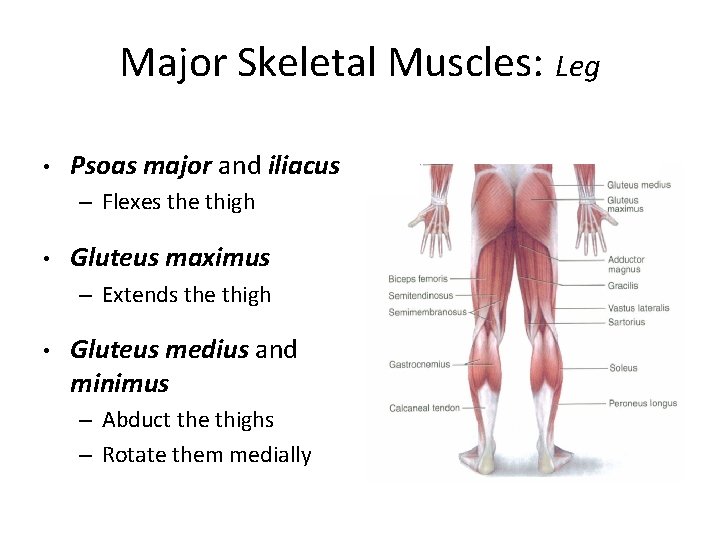 Major Skeletal Muscles: Leg • Psoas major and iliacus – Flexes the thigh •