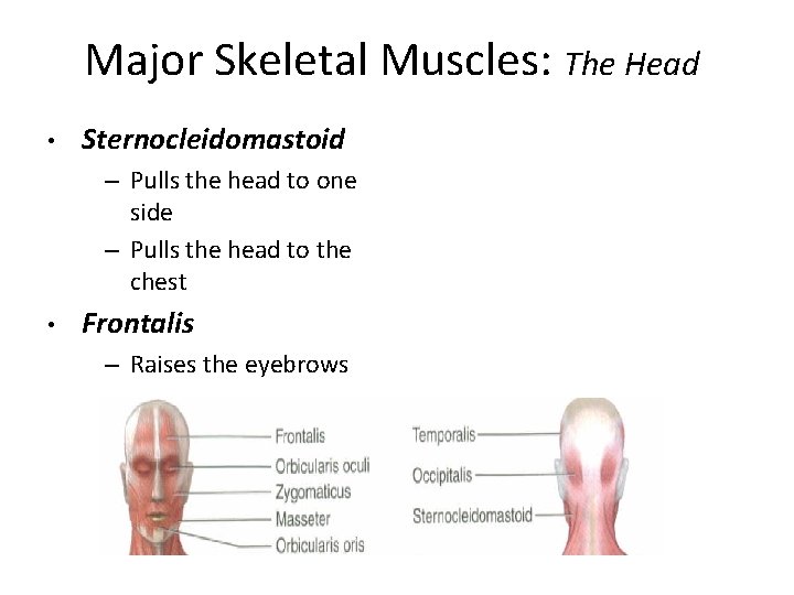 Major Skeletal Muscles: The Head • Sternocleidomastoid – Pulls the head to one side