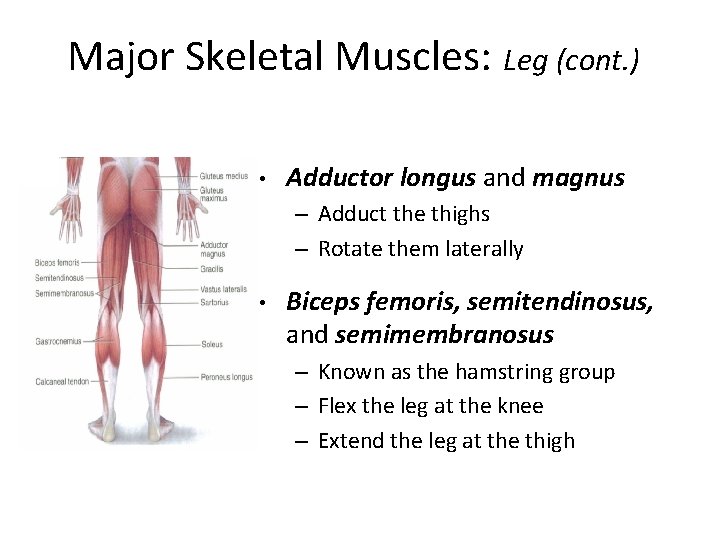 Major Skeletal Muscles: Leg (cont. ) • Adductor longus and magnus – Adduct the