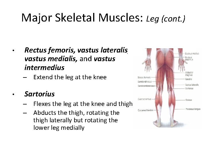 Major Skeletal Muscles: Leg (cont. ) • Rectus femoris, vastus lateralis, vastus medialis, and