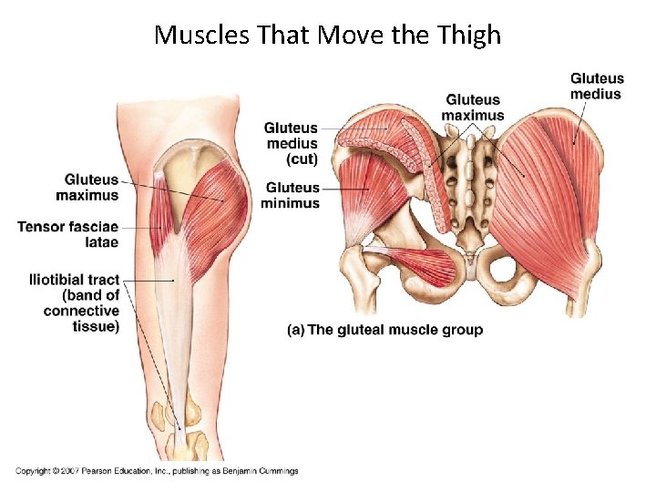 Muscles That Move the Thigh 