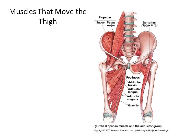 Muscles That Move the Thigh 