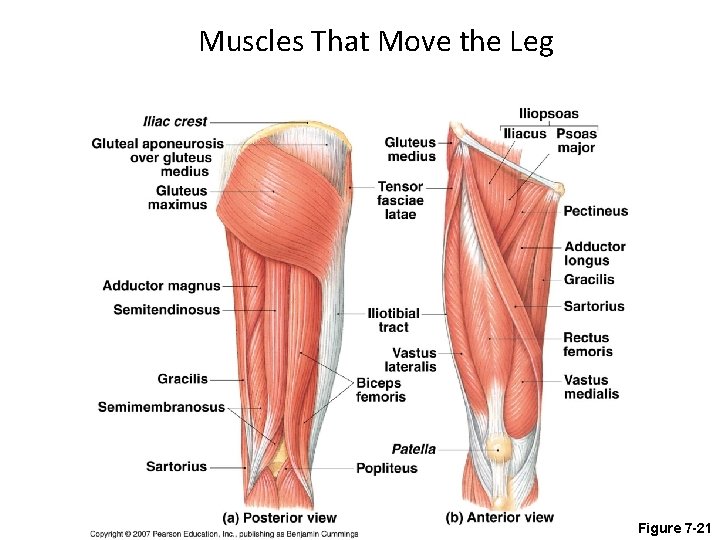 Muscles That Move the Leg Figure 7 -21 