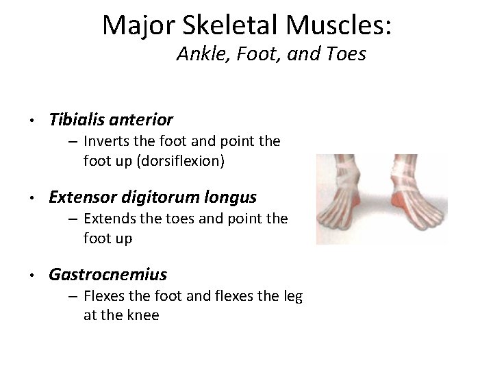 Major Skeletal Muscles: Ankle, Foot, and Toes • Tibialis anterior – Inverts the foot