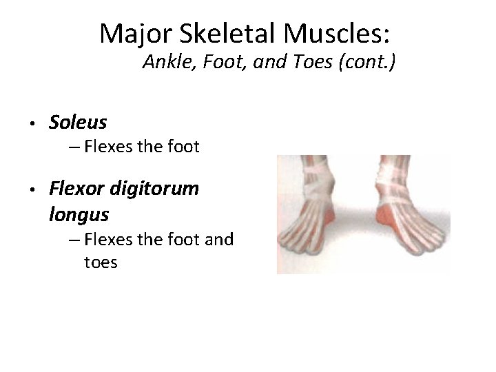Major Skeletal Muscles: Ankle, Foot, and Toes (cont. ) • Soleus – Flexes the