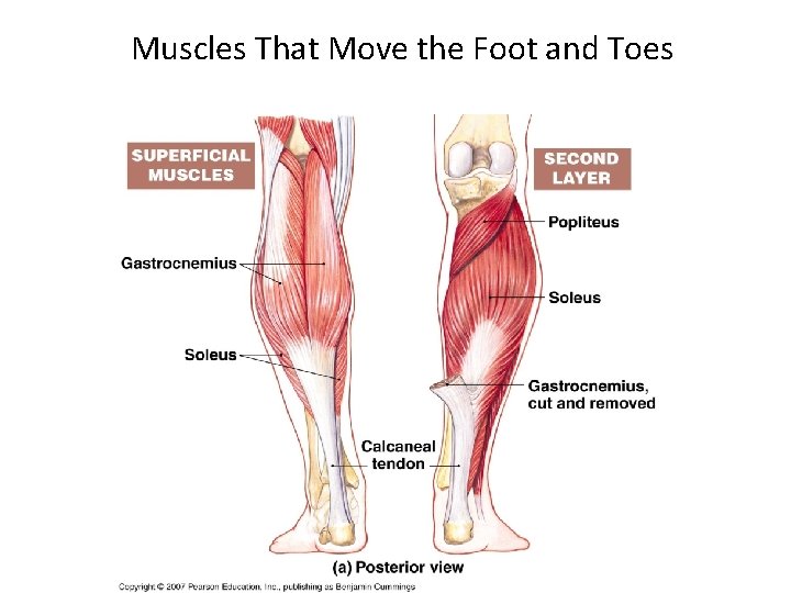 Muscles That Move the Foot and Toes 