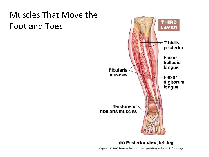 Muscles That Move the Foot and Toes 