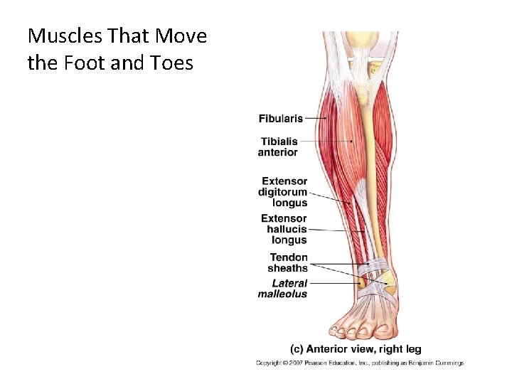 Muscles That Move the Foot and Toes 