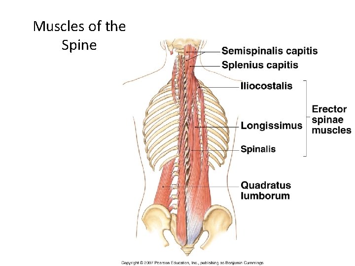 Muscles of the Spine 