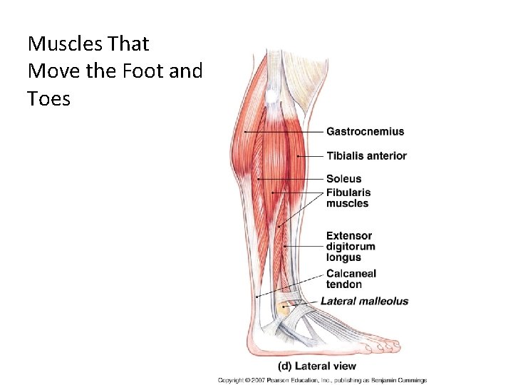 Muscles That Move the Foot and Toes 