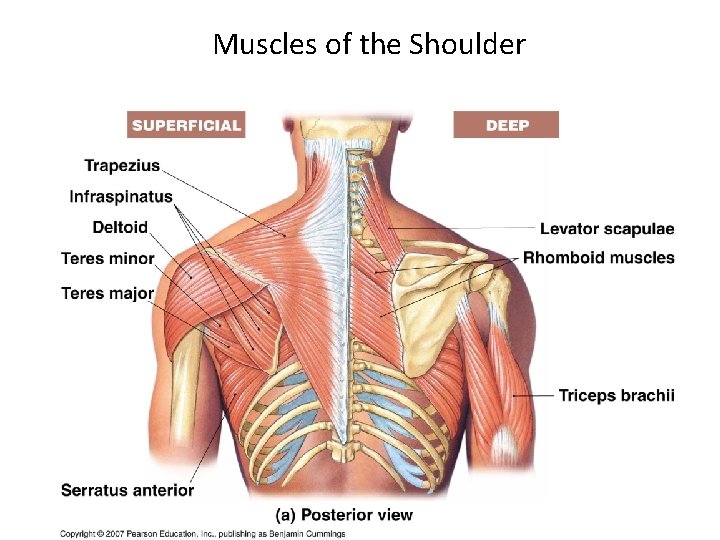 Muscles of the Shoulder 