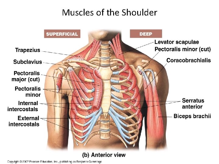 Muscles of the Shoulder 