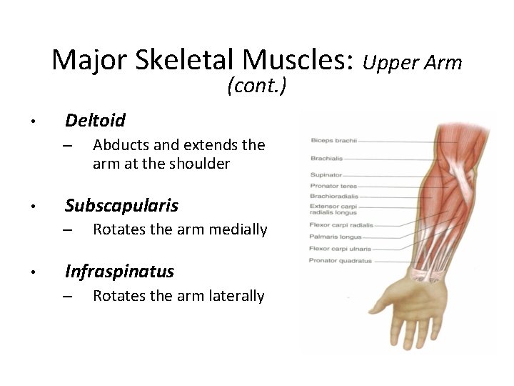 Major Skeletal Muscles: Upper Arm (cont. ) • Deltoid – • Subscapularis – •