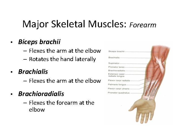 Major Skeletal Muscles: Forearm • Biceps brachii – Flexes the arm at the elbow