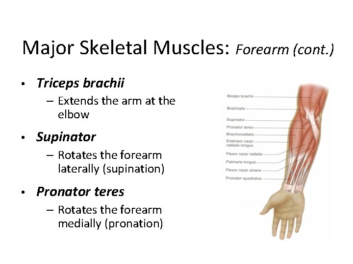 Major Skeletal Muscles: Forearm (cont. ) • Triceps brachii – Extends the arm at