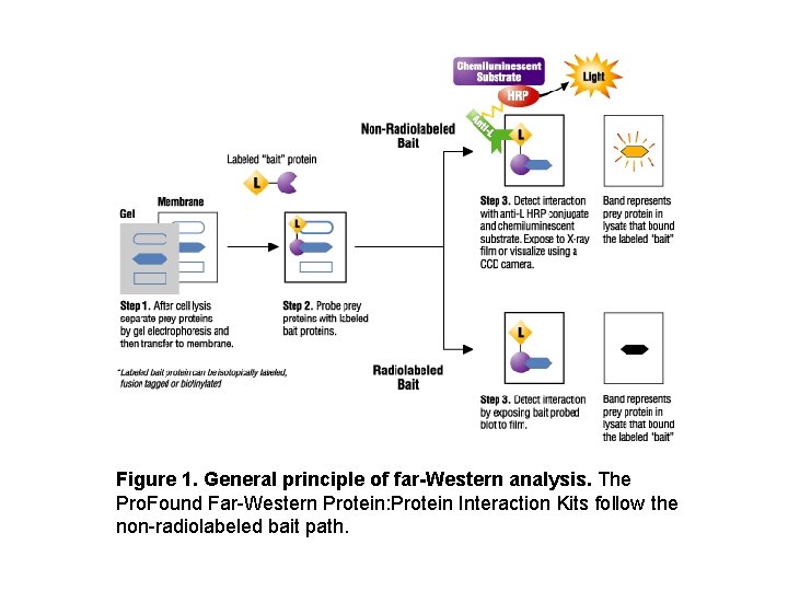 Figure 1. General principle of far-Western analysis. The Pro. Found Far-Western Protein: Protein Interaction