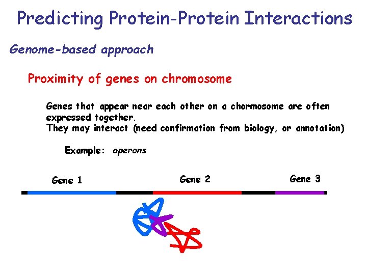 Predicting Protein-Protein Interactions Genome-based approach Proximity of genes on chromosome Genes that appear near