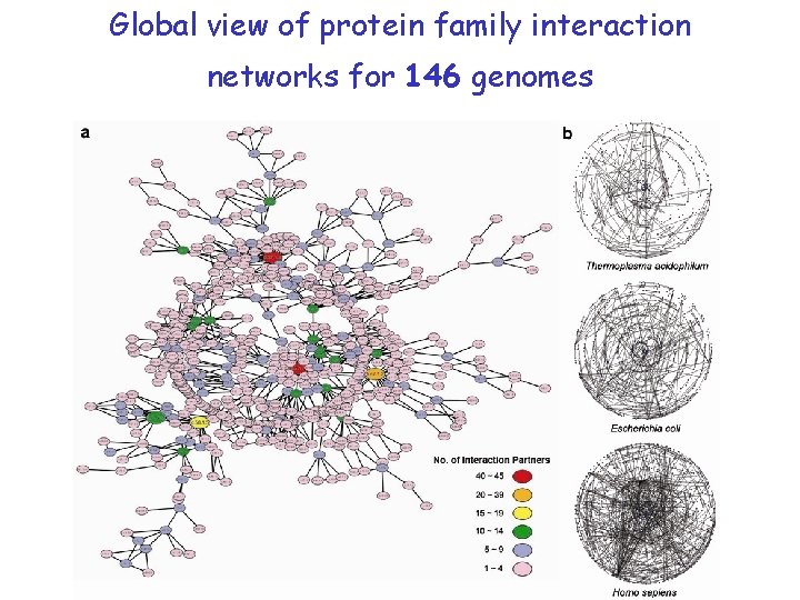 Global view of protein family interaction networks for 146 genomes 