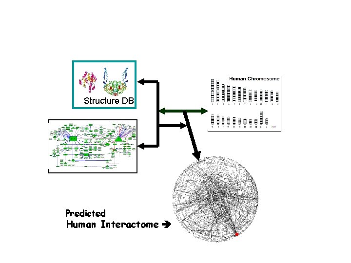 Structure DB Predicted Human Interactome 