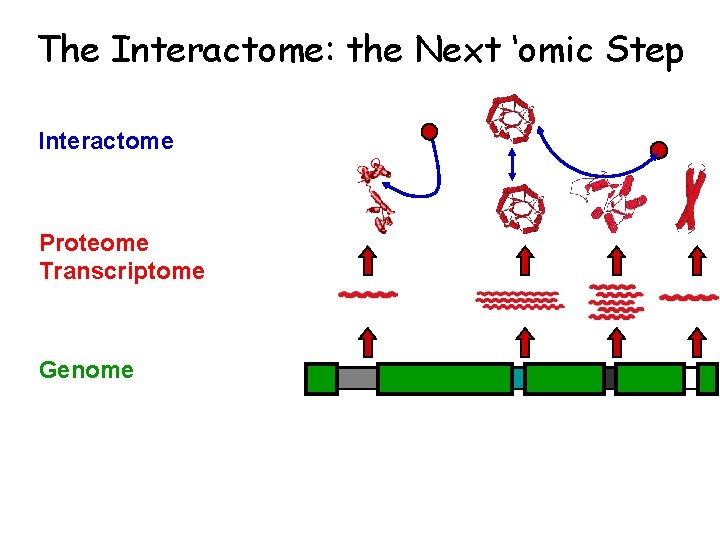 The Interactome: the Next ‘omic Step Interactome Proteome Transcriptome Genome 