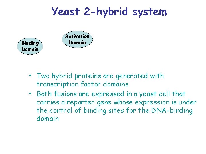 Yeast 2 -hybrid system Binding Domain Activation Domain • Two hybrid proteins are generated