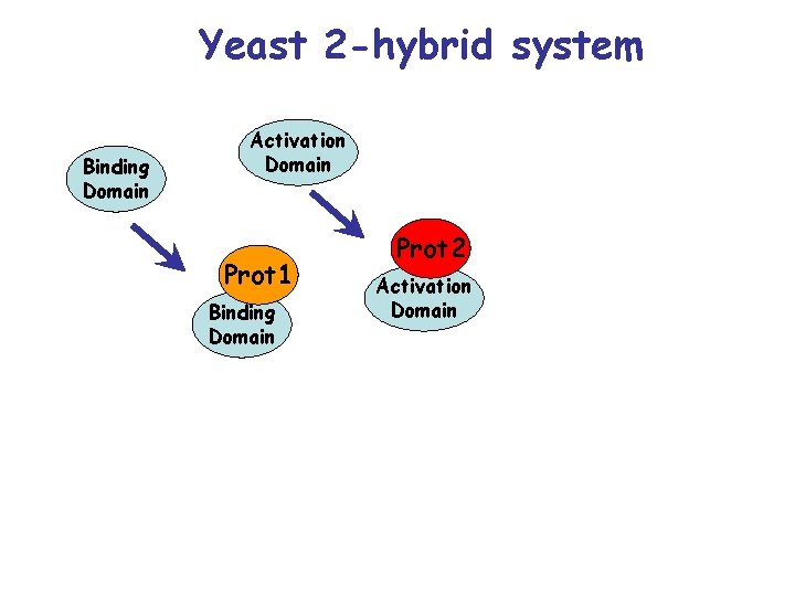 Yeast 2 -hybrid system Binding Domain Activation Domain Prot 1 Binding Domain Prot 2