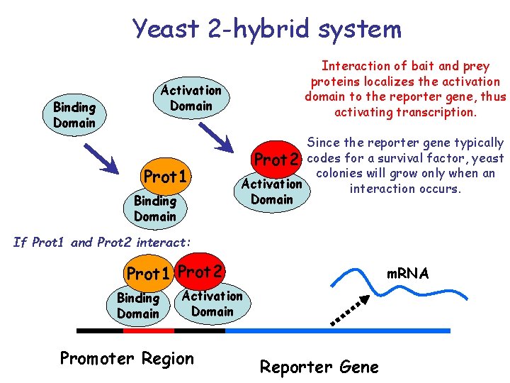 Yeast 2 -hybrid system Interaction of bait and prey proteins localizes the activation domain