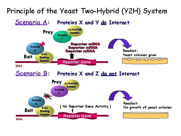 Principle of the Yeast Two-Hybrid (Y 2 H) System Scenario A: Proteins X and