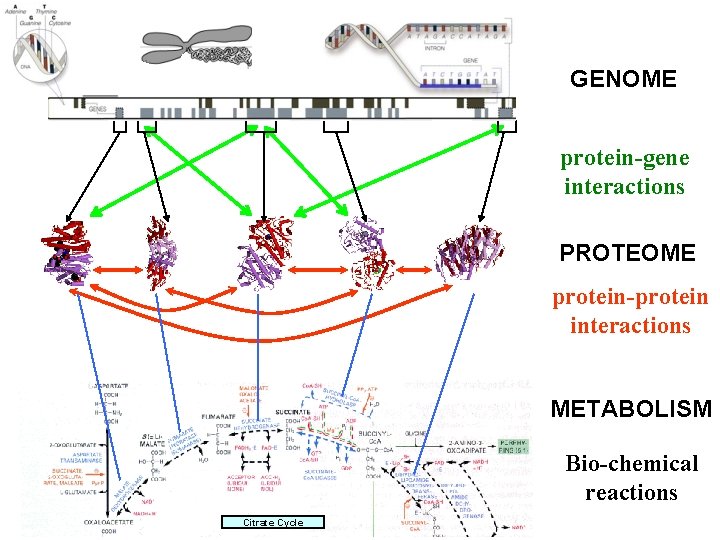 GENOME protein-gene interactions PROTEOME protein-protein interactions METABOLISM Bio-chemical reactions Citrate Cycle 