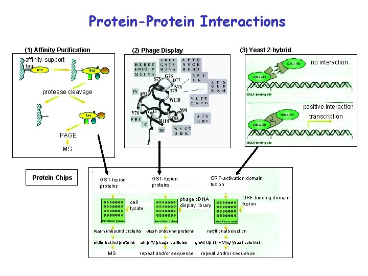 Protein-Protein Interactions (1) Affinity Purification (3) Yeast 2 -hybrid (2) Phage Display affinity support