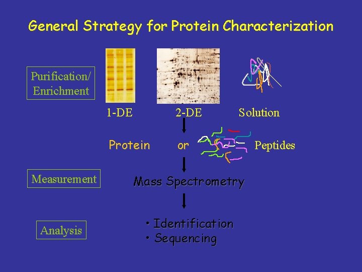 General Strategy for Protein Characterization Purification/ Enrichment 1 -DE 2 -DE Protein or Solution