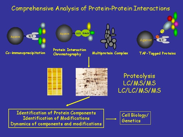 Comprehensive Analysis of Protein-Protein Interactions C GST Protein L Co-immunoprecipitation Agarose V Ig-G TE