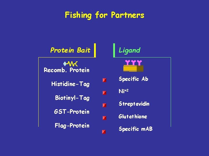 Fishing for Partners Protein Bait Ligand Recomb. Protein Histidine-Tag Biotinyl-Tag GST-Protein Flag-Protein Specific Ab