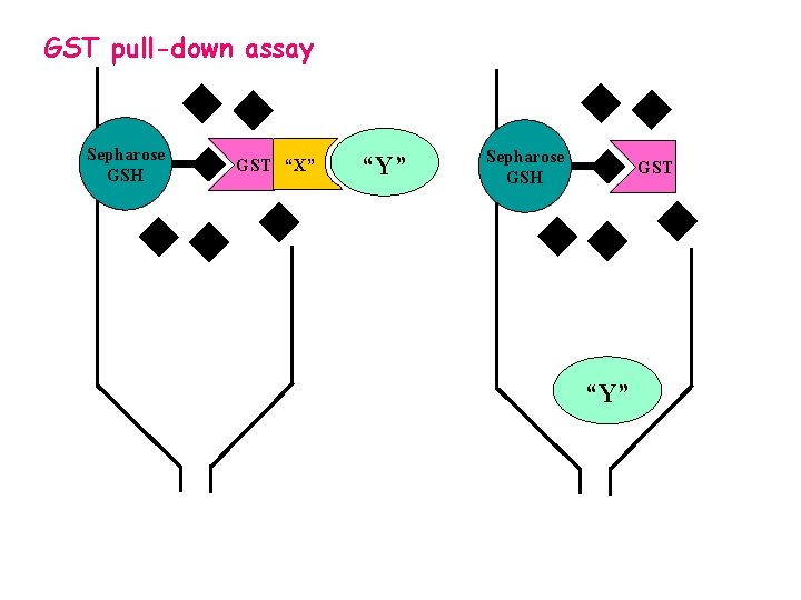 GST pull-down assay Sepharose GSH GST “X” “Y” Sepharose GSH GST “Y” 