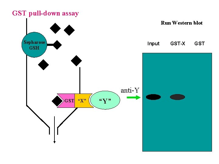 GST pull-down assay Run Western blot Sepharose GSH Input anti-Y GST “X” “Y” GST-X