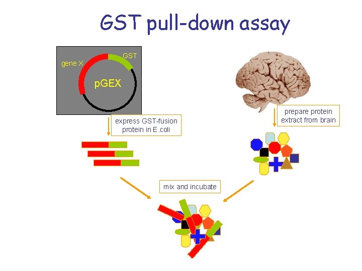 GST pull-down assay GST gene X p. GEX express GST-fusion protein in E. coli