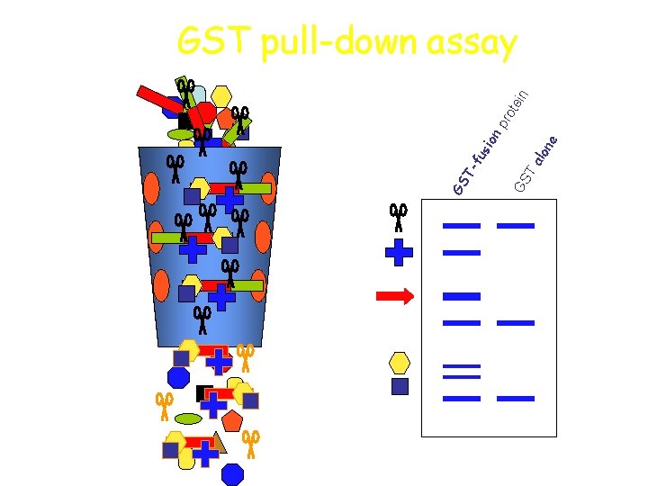 us ion Ta lon e GS Tf GS n tei pro GST pull-down assay