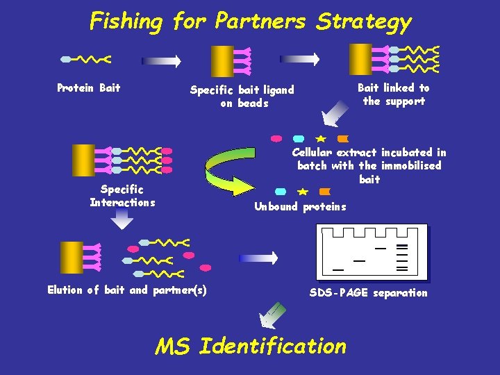 Fishing for Partners Strategy Protein Bait linked to the support Specific bait ligand on