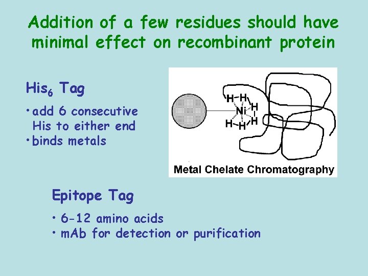 Addition of a few residues should have minimal effect on recombinant protein His 6