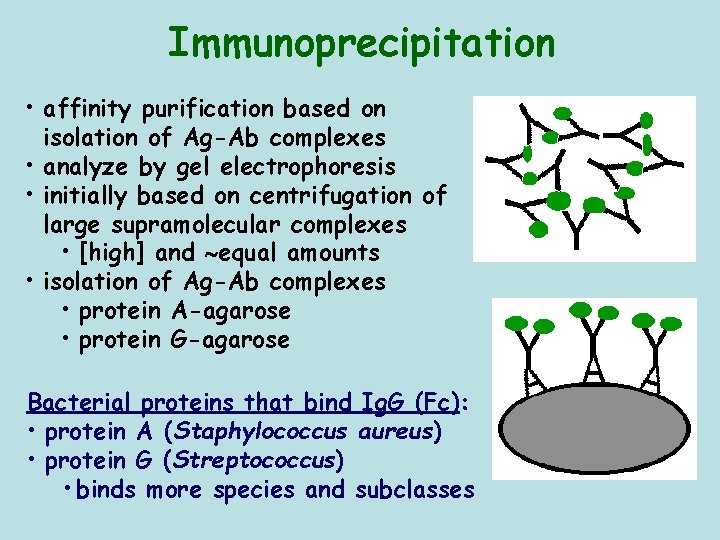 Immunoprecipitation • affinity purification based on isolation of Ag-Ab complexes • analyze by gel