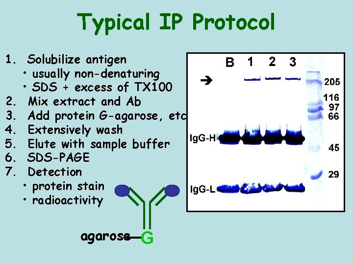 Typical IP Protocol 1. Solubilize antigen • usually non-denaturing • SDS + excess of