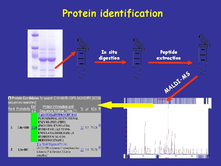 Protein identification In situ digestion Peptide extraction S -M M I D AL 