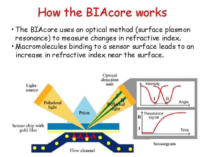 How the BIAcore works • The BIAcore uses an optical method (surface plasmon resonance)