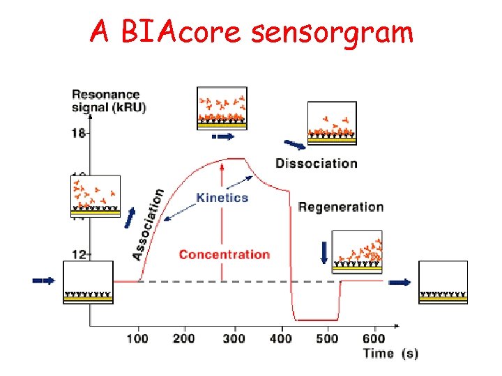 A BIAcore sensorgram 