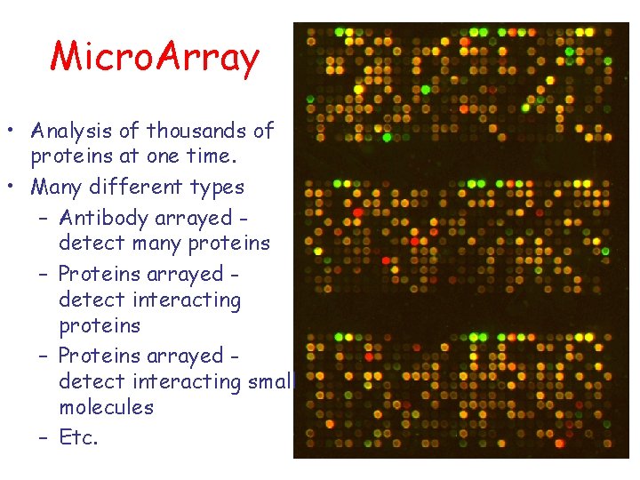 Micro. Array • Analysis of thousands of proteins at one time. • Many different