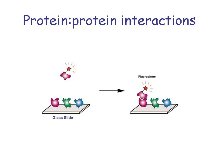 Protein: protein interactions 