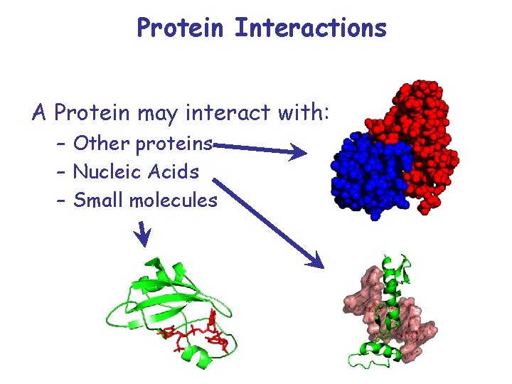 Protein Interactions A Protein may interact with: – Other proteins – Nucleic Acids –