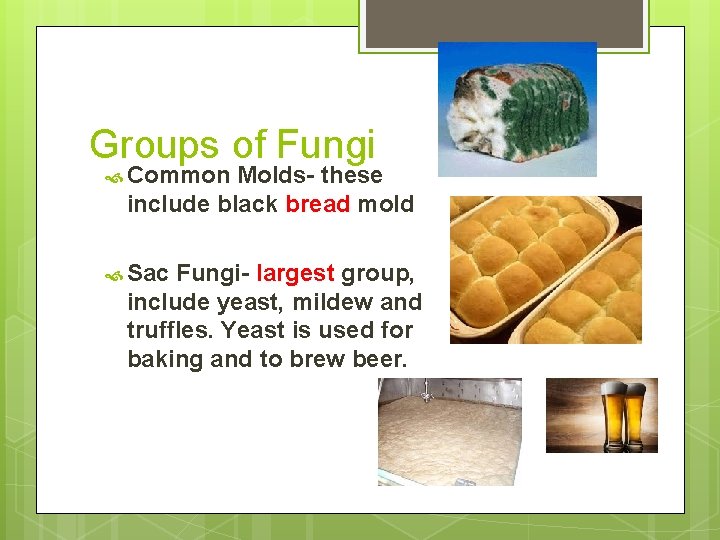 Groups of Fungi Common Molds- these include black bread mold Sac Fungi- largest group,