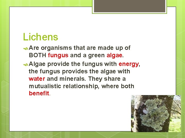 Lichens Are organisms that are made up of BOTH fungus and a green algae.